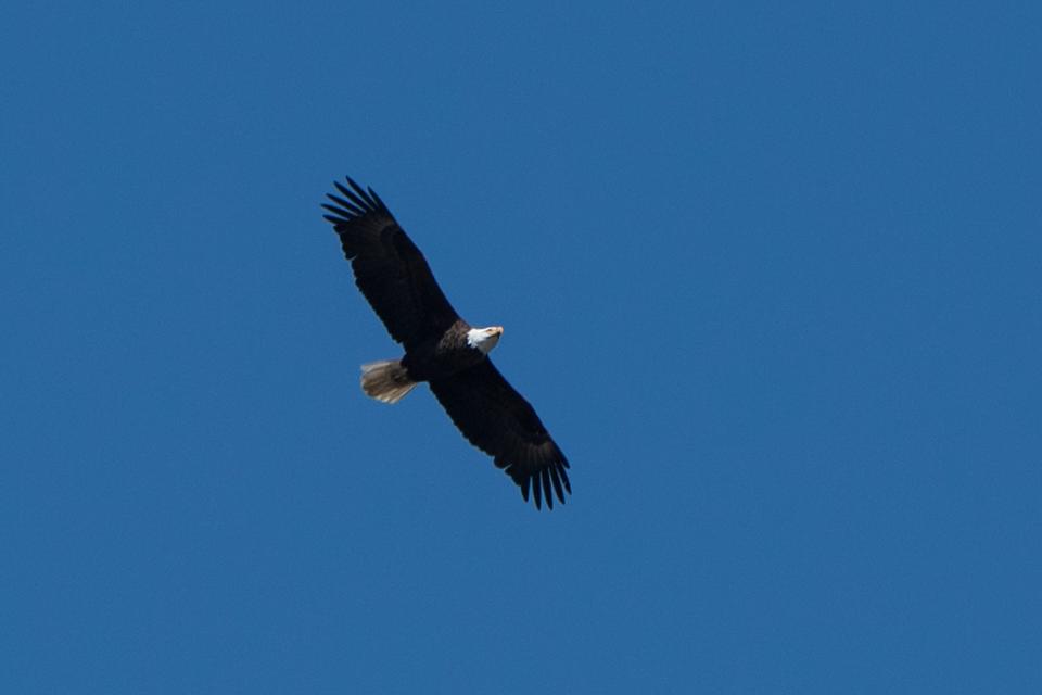 Eagle Fest 2022 will be held virtually and in person.