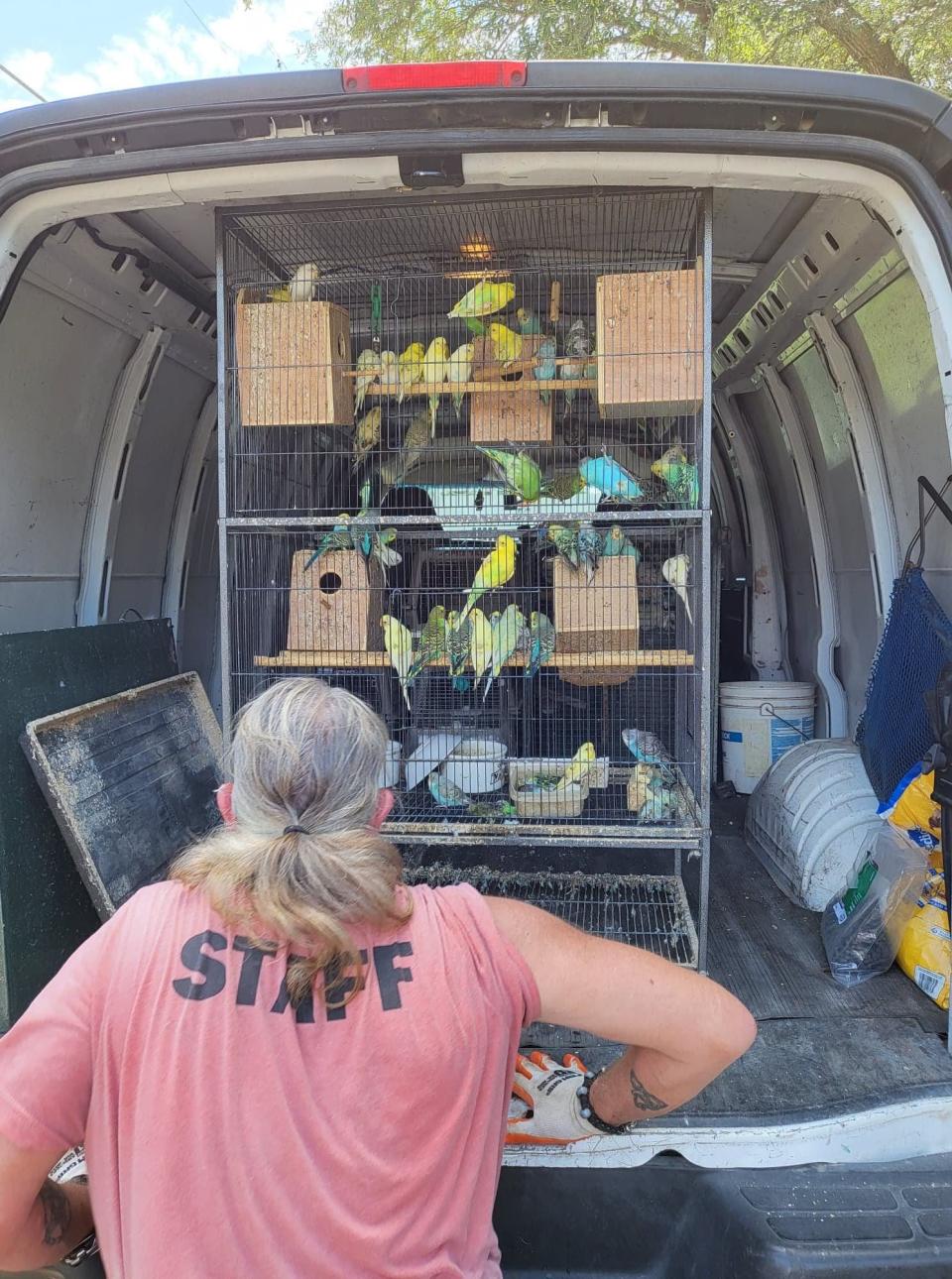 An animal control officer puts a cage of parakeets in the back of a truck to be taken to the Alaqua Animal Refuge in Freeport. The parakeets were among 160 birds rescued from a Fort Walton Beach home recently after their owner passed away.
