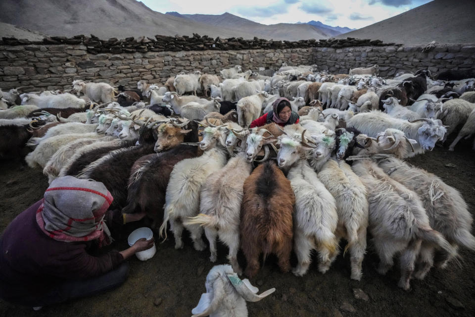 Mujeres nómadas ordeñan sus cabras del Himalaya en la remota aldea de Kharnak en la fría región desértica de Ladakh, India, el 17 de septiembre de 2022. (AP Foto/Mukhtar Khan)