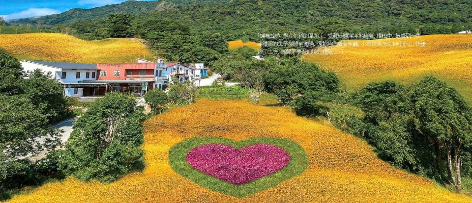 各農家、茶園使出渾身解數，種植出特別形狀的花海造型。 圖：翻攝自金針花季官網