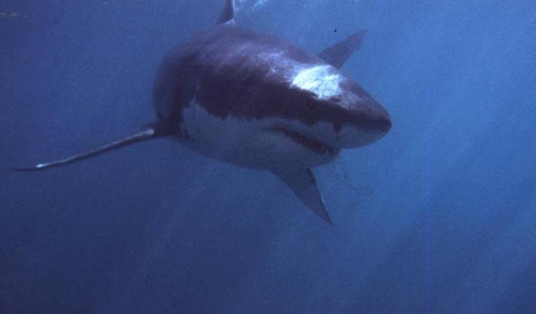 An undated photo of a Great white shark, pictured off Gansbaai, about 165 km from Cape Town. Great white sharks, the world's largest predatory fish, eat three to four times more food than previously thought, an Australian study shows