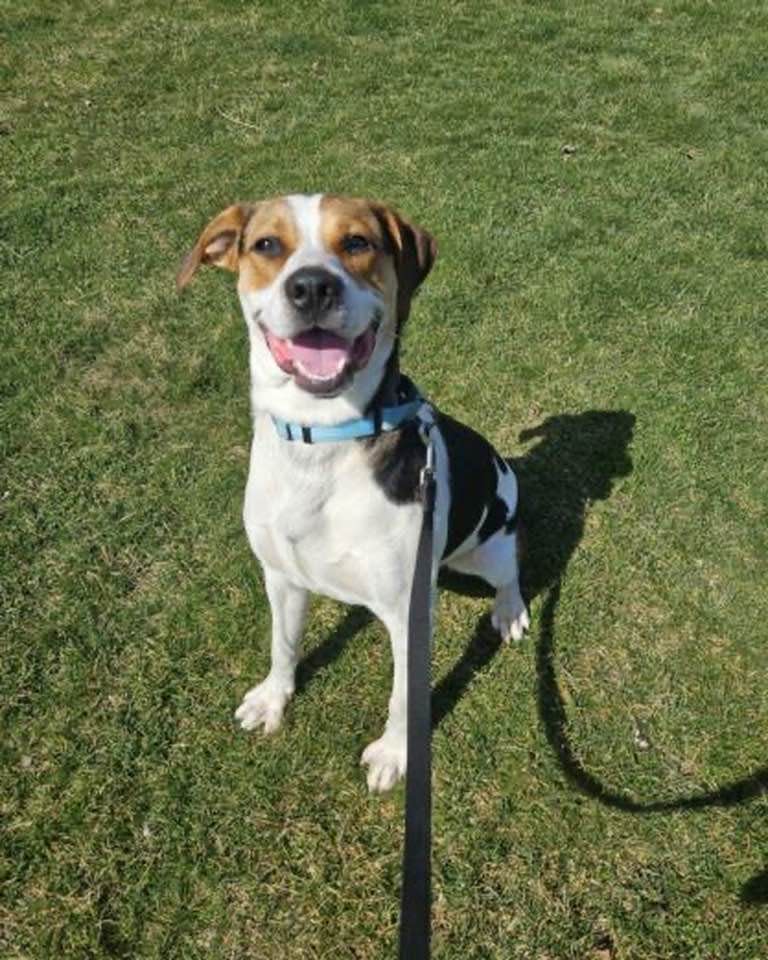 This smiling pooch is MOO, a Treeing Walker Coonhound and beagle mix ready for adoption at the Beaver County Humane Society.