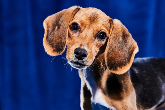 5 adorable pups to represent the 305 in this year's Puppy Bowl - CBS Miami