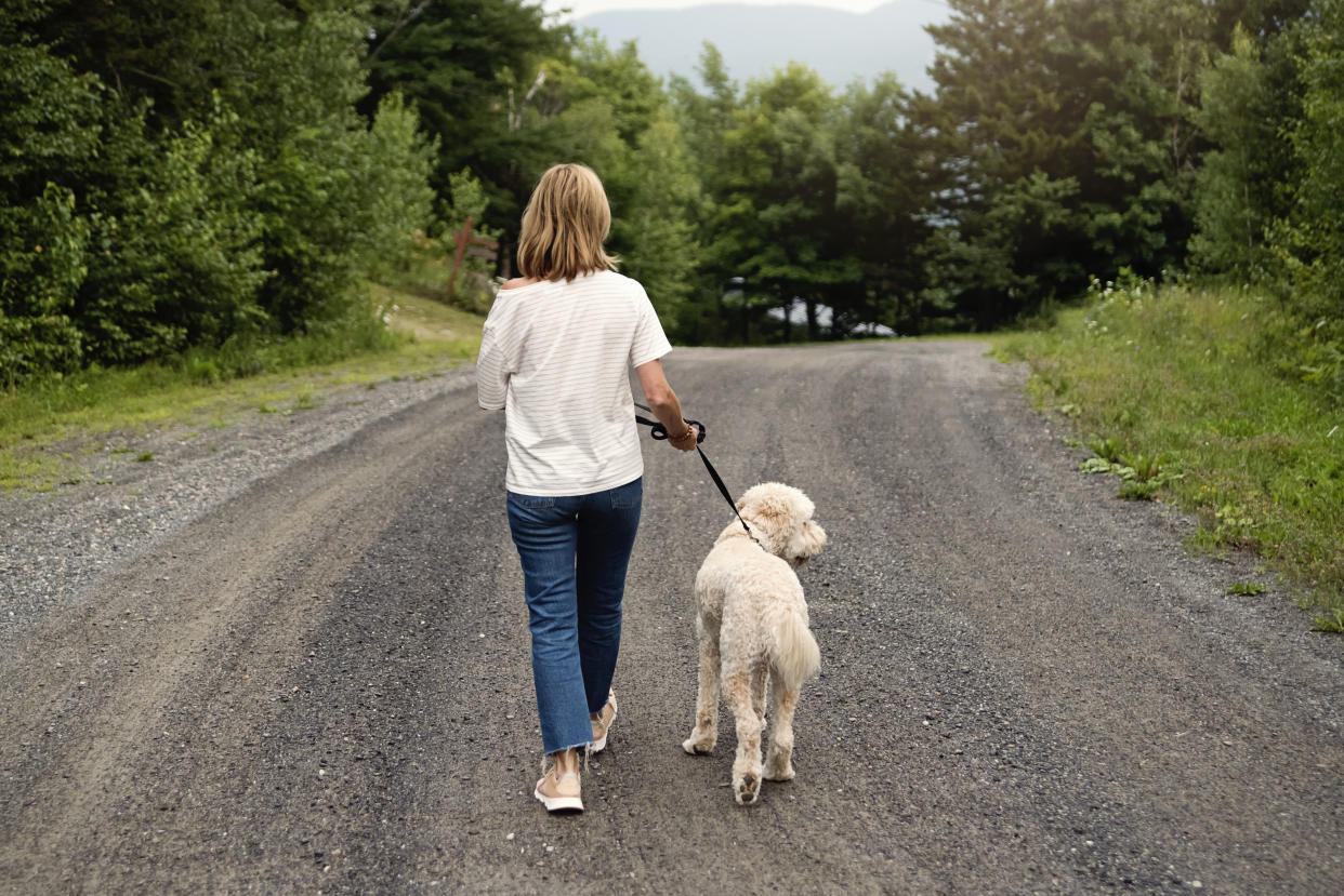 Mature woman walking her dog on country road in summer. Dog is a female goldendoodle. Woman is wearing t-shirt and jeans. Horizontal outdoors full length shot with copy space. No face.