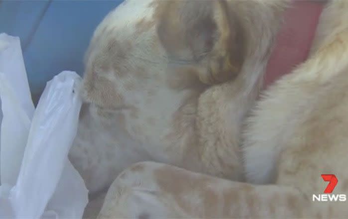 A dog found in a car in Perth as temperatures reached 38C last month. Photo: 7 News