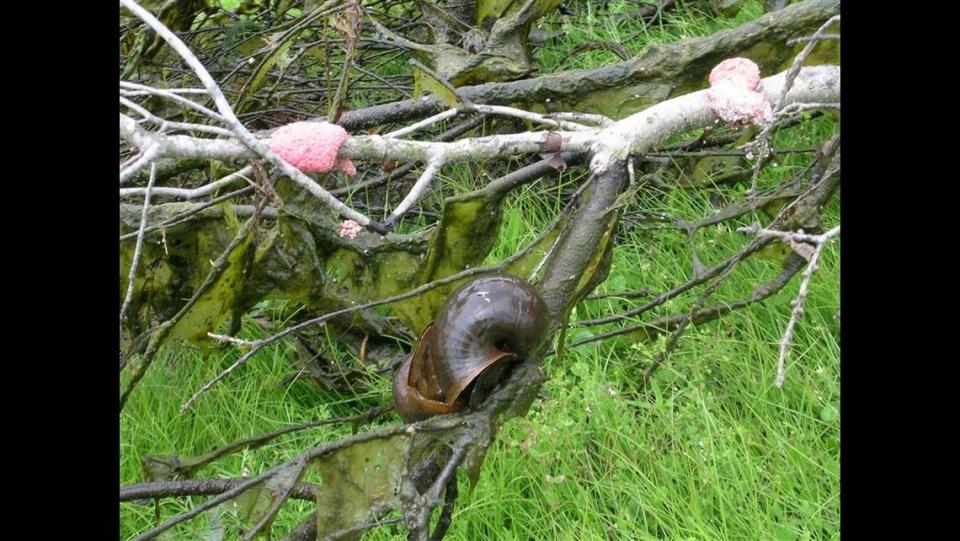 Apple Snails are recognizable by their distinctive large, bright pink egg clusters, laid on solid surfaces, the N.C. Wildlife Resources Commission says.