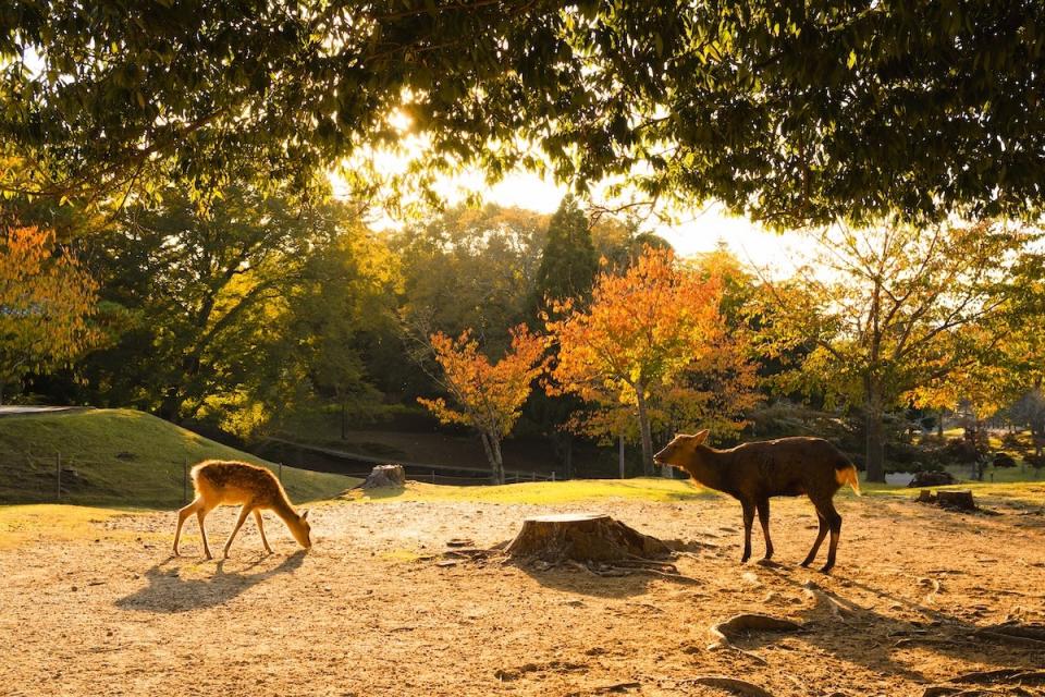 奈良公園（圖片來源：Getty Creative）