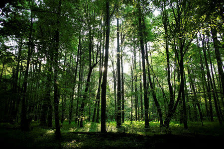 The sun shines through trees in a protected area of Bialowieza forest, the last primeval forest in Europe, near Bialowieza village, Poland May 30, 2016. REUTERS/Kacper Pempel /Files