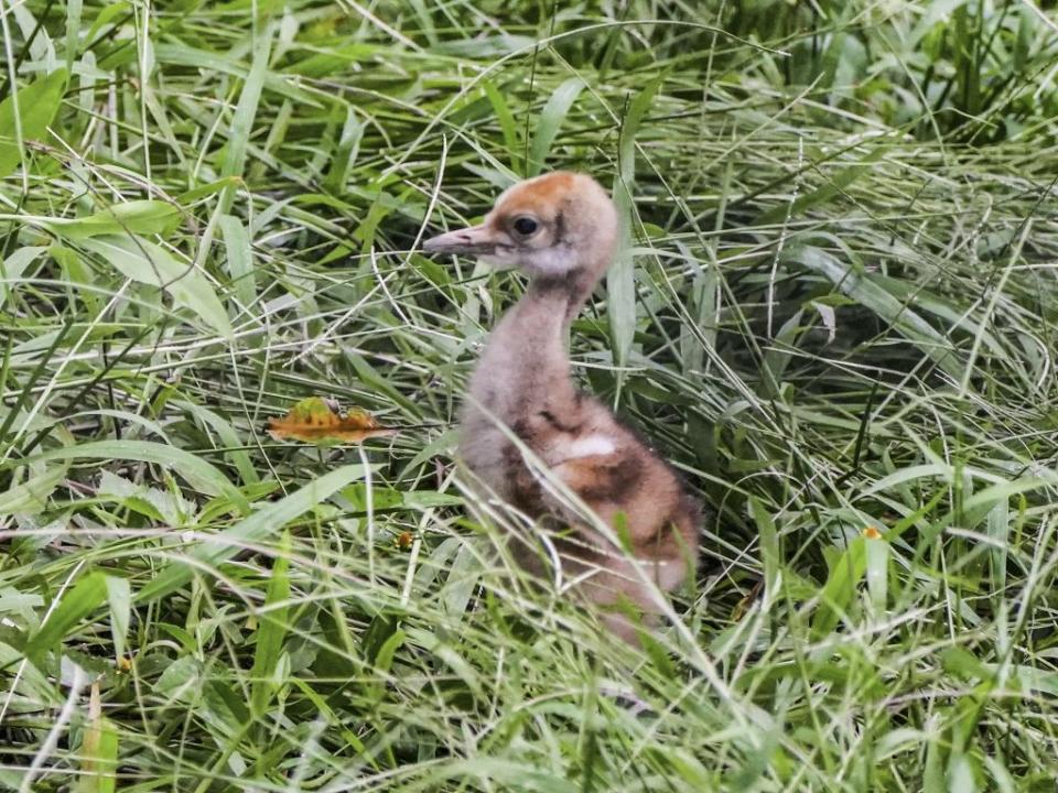 孵化3天的丹頂鶴寶寶。（台北市立動物園提供）