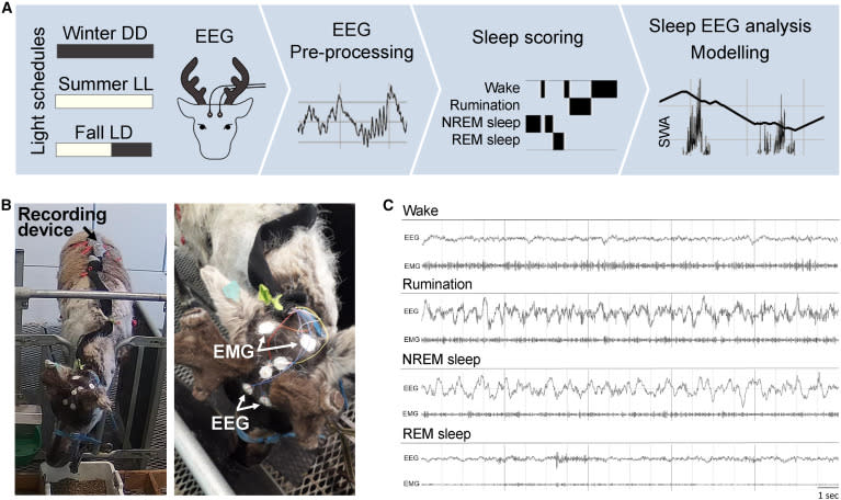 研究中利用非侵入式腦電圖（EEG）測量了四隻母馴鹿的睡眠狀態，包括清醒時、反芻、非快速眼動（NREM）睡眠和快速眼動（REM）睡眠階段。腦電圖和肌電圖（EMG）數據通過安裝在鹿背上的小型記錄裝置來收集，展示了鹿在不同狀態下的腦部和肌肉活動。（圖／<a href="https://www.cell.com/current-biology/fulltext/S0960-9822(23)01667-6?_returnURL=https%3A%2F%2Flinkinghub.elsevier.com%2Fretrieve%2Fpii%2FS0960982223016676%3Fshowall%3Dtrue" rel="nofollow noopener" target="_blank" data-ylk="slk:Current Biology）;elm:context_link;itc:0;sec:content-canvas" class="link ">Current Biology）</a>