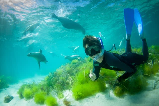 Swimming with wild sealions, South Australia