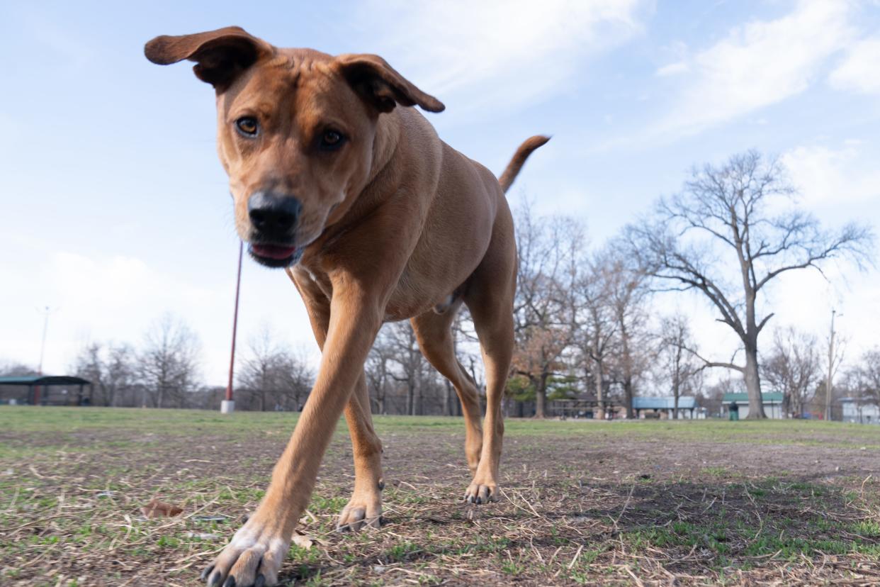 Although rare, there have been incidents of injured dogs at boarding facilities in Kansas.