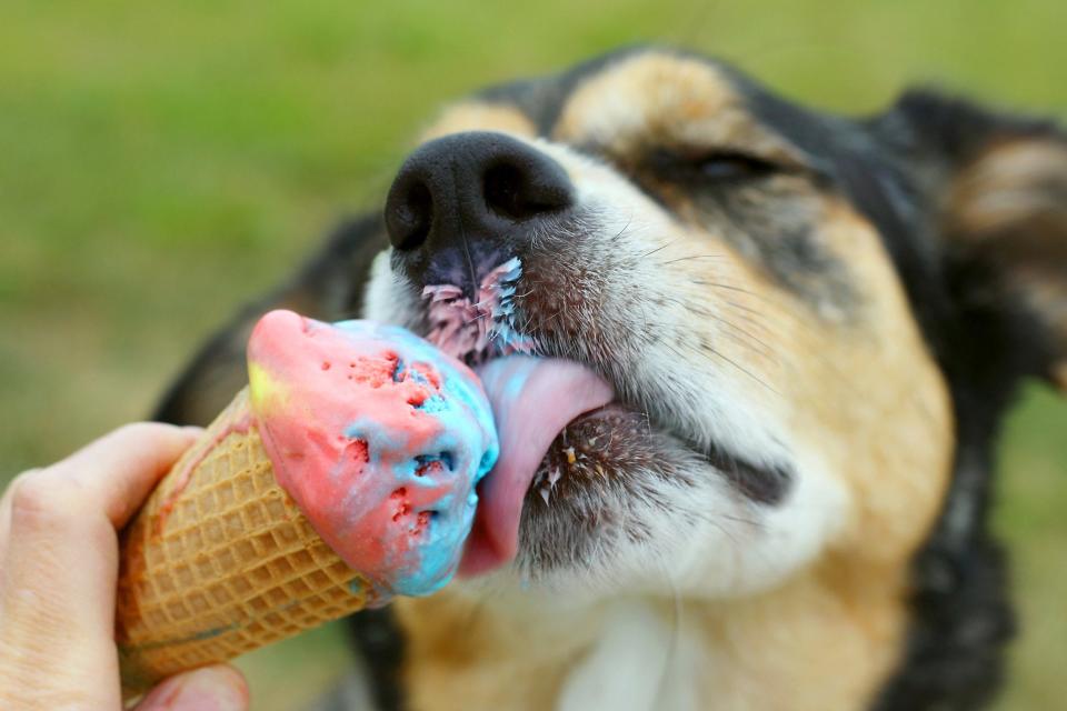 A dog enjoys an ice cream cone.