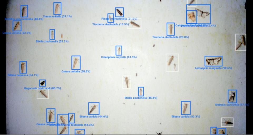 The scientists use AI software by training computer systems to recognise species from images and recordings. (UKCEH)