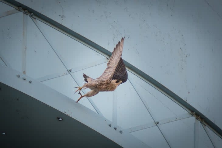 <span class="article__caption">Peregrine Falcon. Photo Credit: Gordon Coates</span>