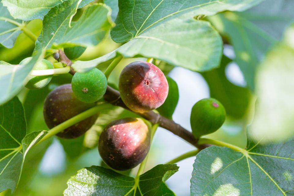 Ripening fig tree growing outside. 