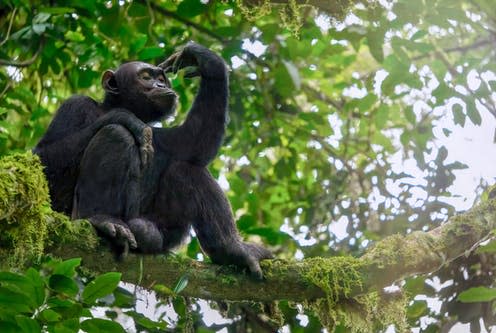 <span class="caption">New research has compared the brains of chimps and macaques with those of humans.</span> <span class="attribution"><a class="link " href="https://www.flickr.com/search/?license=2%2C3%2C4%2C5%2C6%2C9&text=person%20and%20macaque" rel="nofollow noopener" target="_blank" data-ylk="slk:CherylRamalho/Shutterstock;elm:context_link;itc:0;sec:content-canvas">CherylRamalho/Shutterstock</a></span>