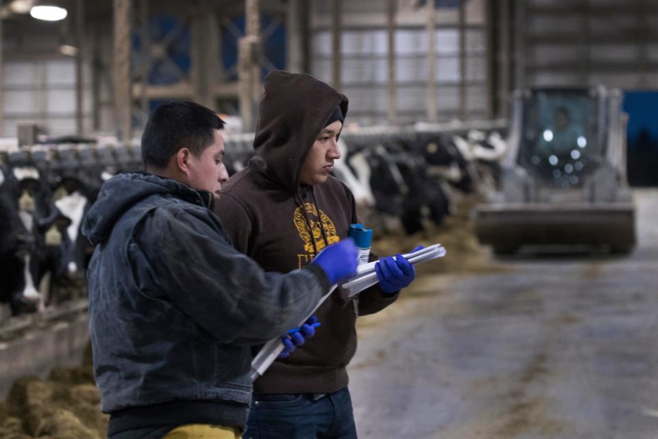 Workers take care of dairy cattle at Drake Dairy in Elkhart Lake.