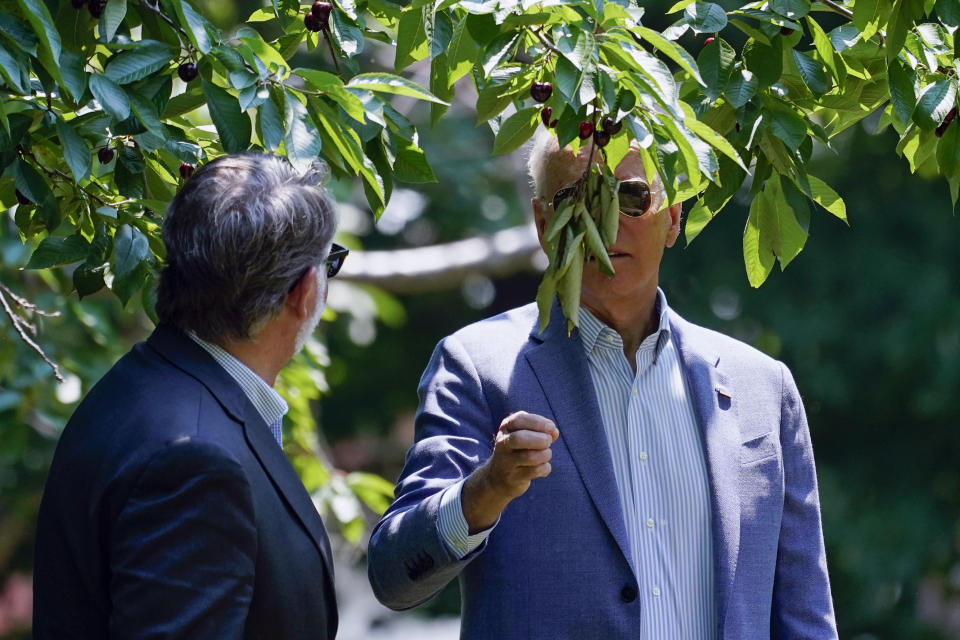 President Joe Biden looks to pick a cherry as he tours King Orchards fruit farm with Sen. Gary Peters, D-Mich., Saturday, July 3, 2021, in Central Lake, Mich. (AP Photo/Alex Brandon)