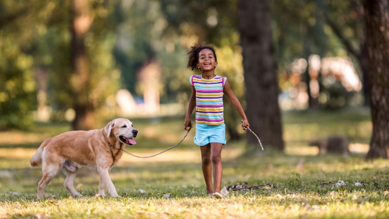 young girl taking labrador for a walk