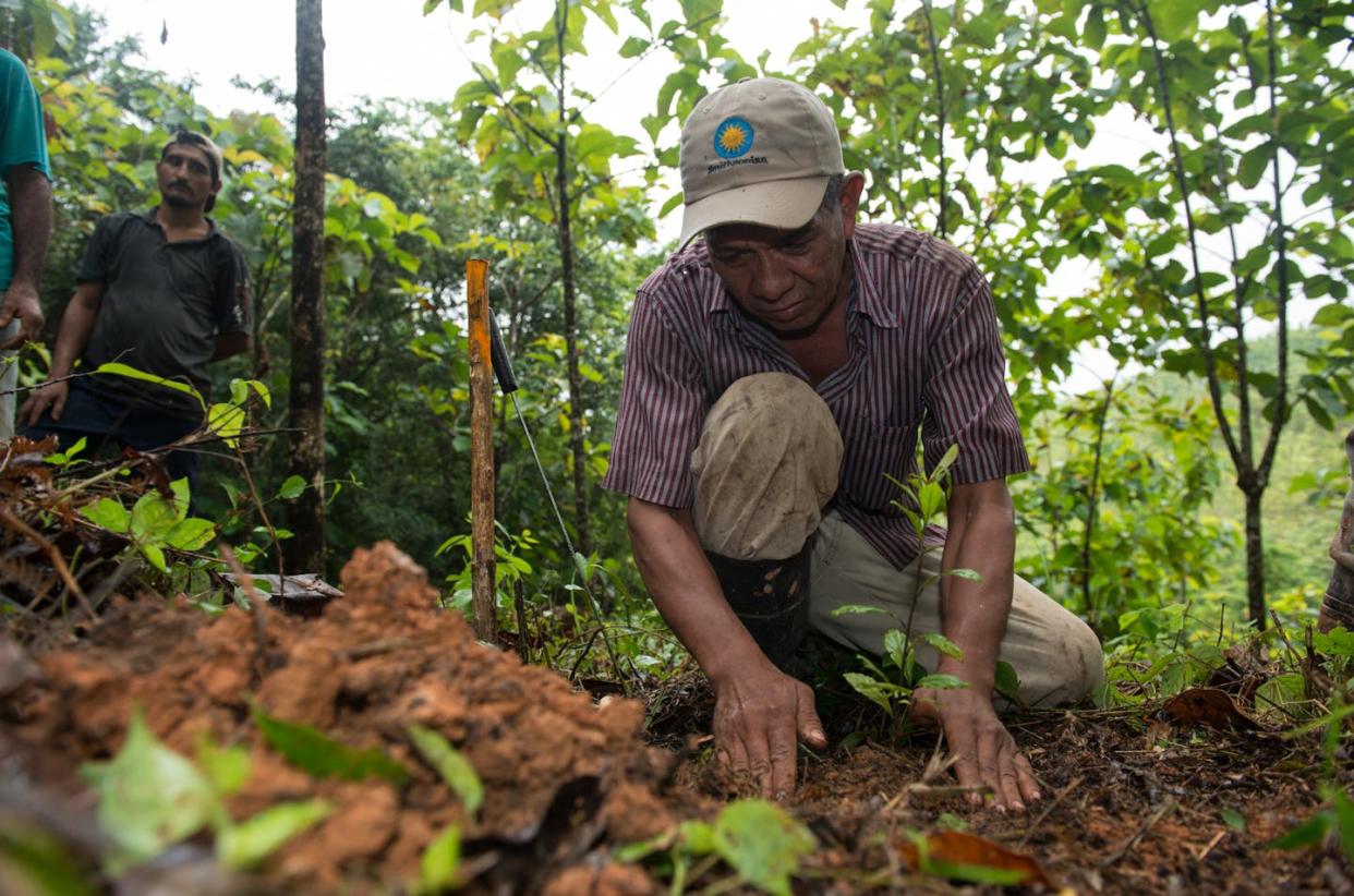 Planting trees on deforested lands in Panama. <a href="https://stri.si.edu/facility/agua-salud" rel="nofollow noopener" target="_blank" data-ylk="slk:Jorge Aleman/Smithsonian Tropical Research Institute;elm:context_link;itc:0;sec:content-canvas" class="link ">Jorge Aleman/Smithsonian Tropical Research Institute</a>