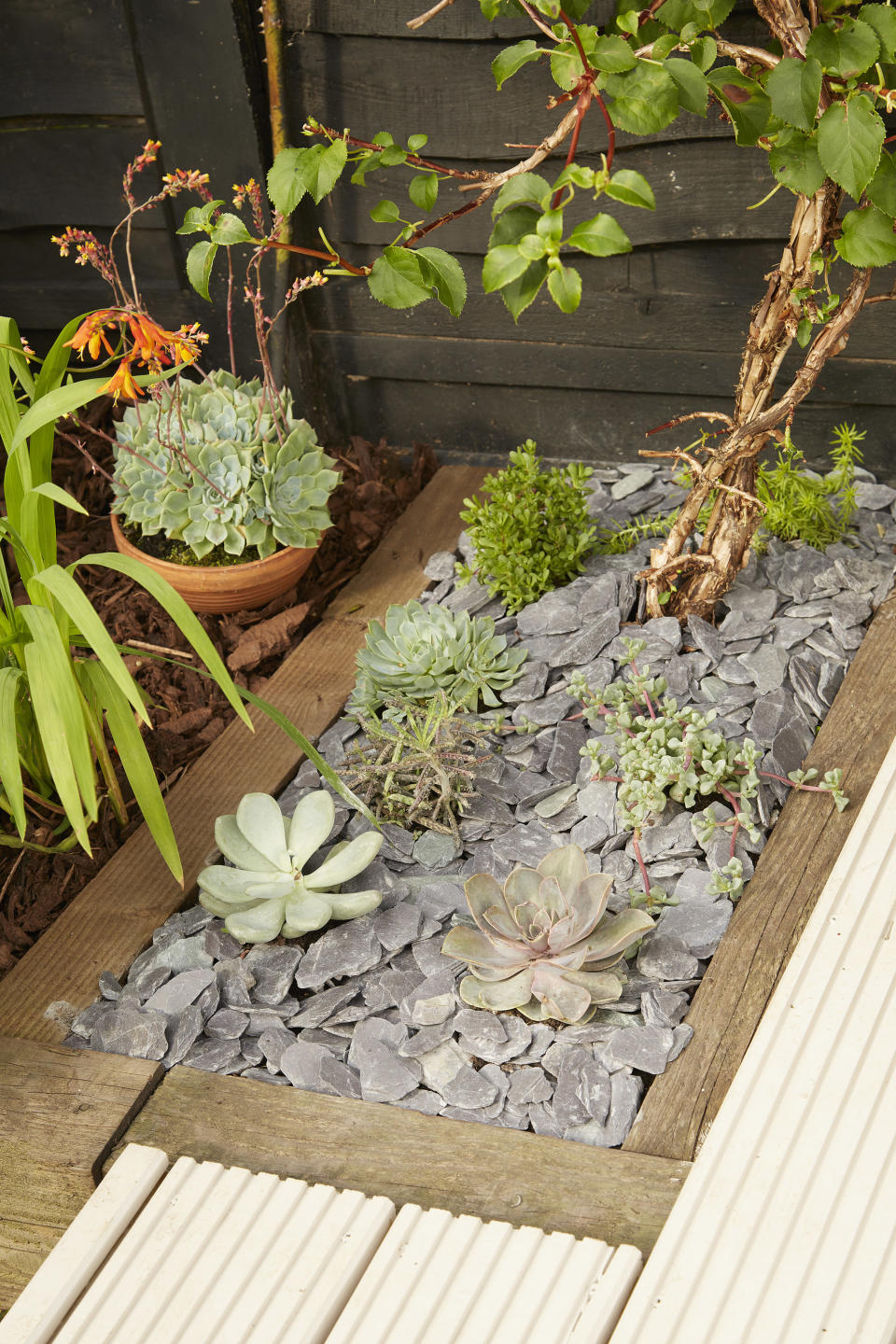 Plant a mini succulent garden