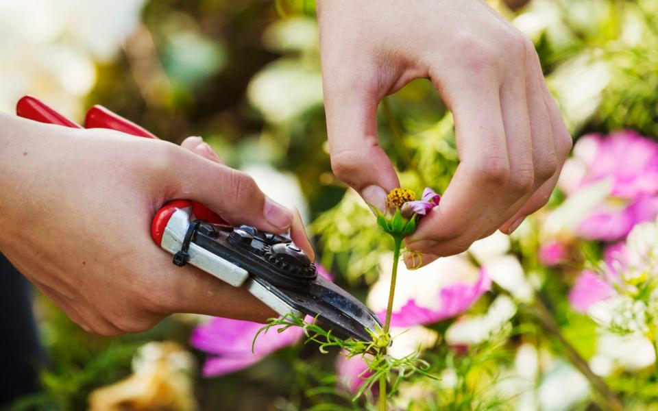 Deadheading - Mint Images