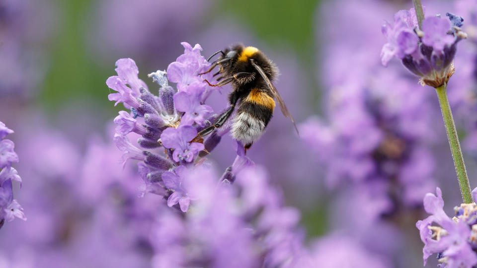 5 plants that attract butterflies and other pollinators to your yard