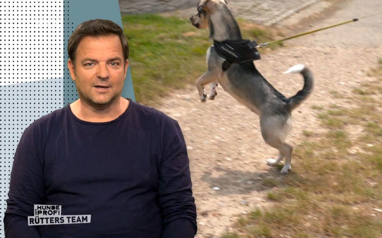 Mit Angst hat das Verhalten von Pinscher-Dackel-Mix Emmi so gar nichts zu tun, glaubt Hundeprofi Martin Rütter. Eine gute Nachricht, denn: Angst wäre viel schwerer zu therapieren. (Bild: RTL)