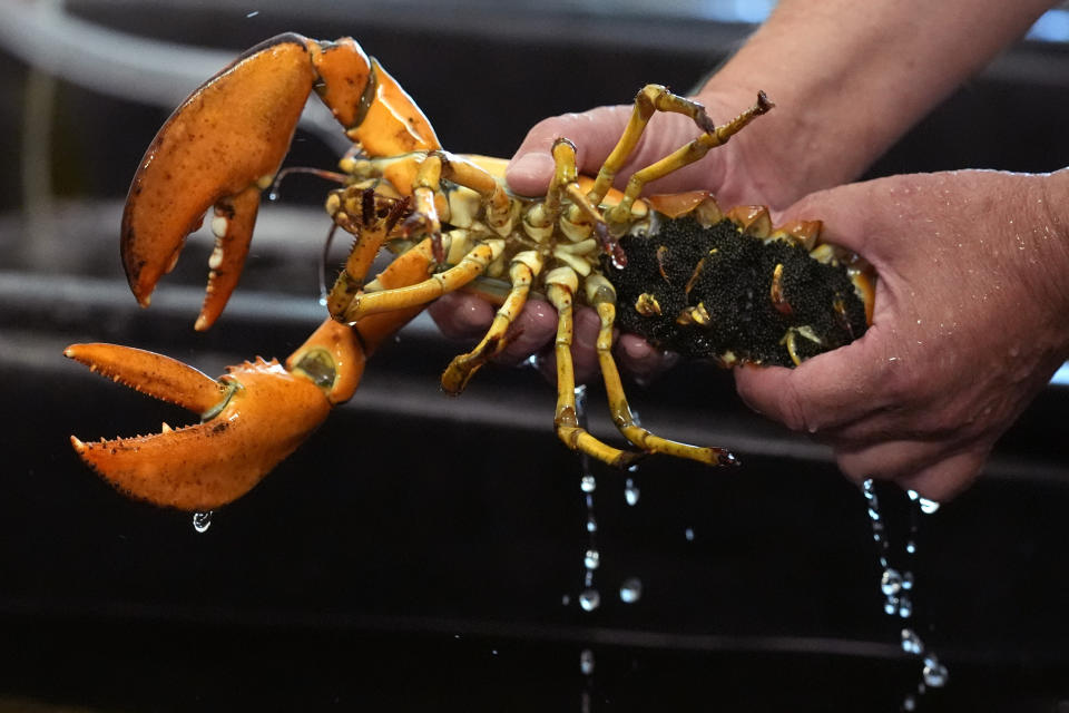 Thousands of eggs are attached o the underside of a lobster in a marine science lab at the University of New England, Thursday, Sept. 5, 2024, in Biddeford, Maine. (AP Photo/Robert F. Bukaty)