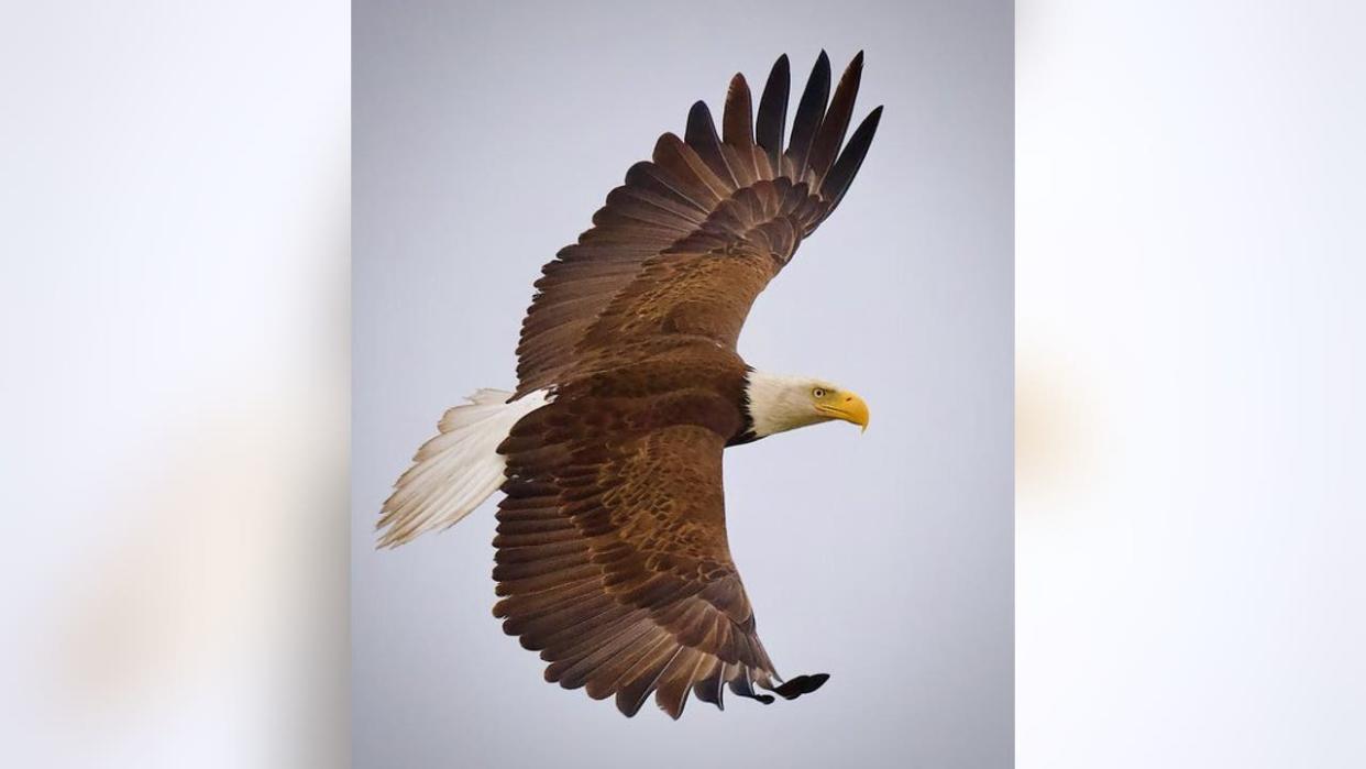 <div>Graceful as can be, a bald eagle soars over the Arizona sky! Thanks Mark Koster for taking this photo!</div>