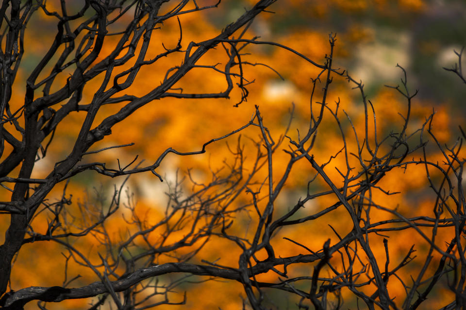 California poppies bloom among the charred remains of chaparral brush that was burned away by the Holy Fire, as the so-called super bloom spreads across the region in Lake Elsinore, California.&nbsp;