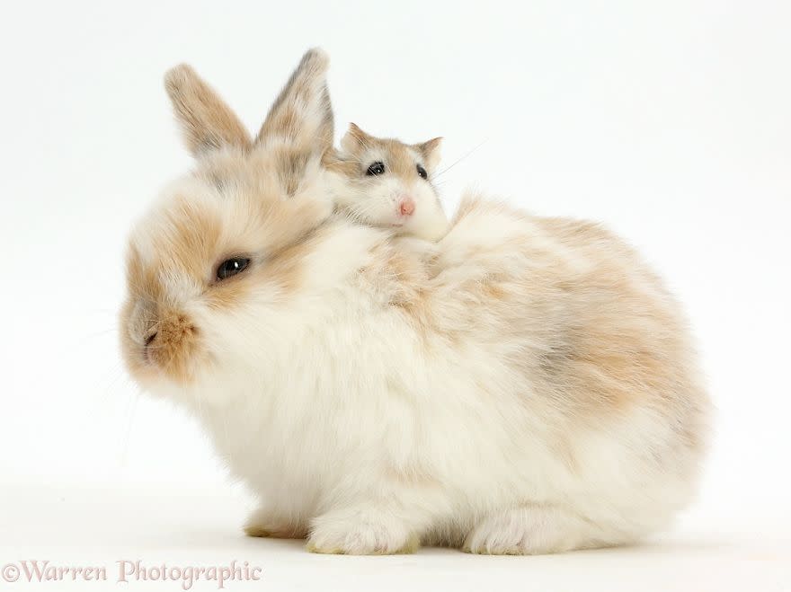 Sem dúvida, uma ideia original que coloca esses animais juntos aos seus ‘gêmeos’. 