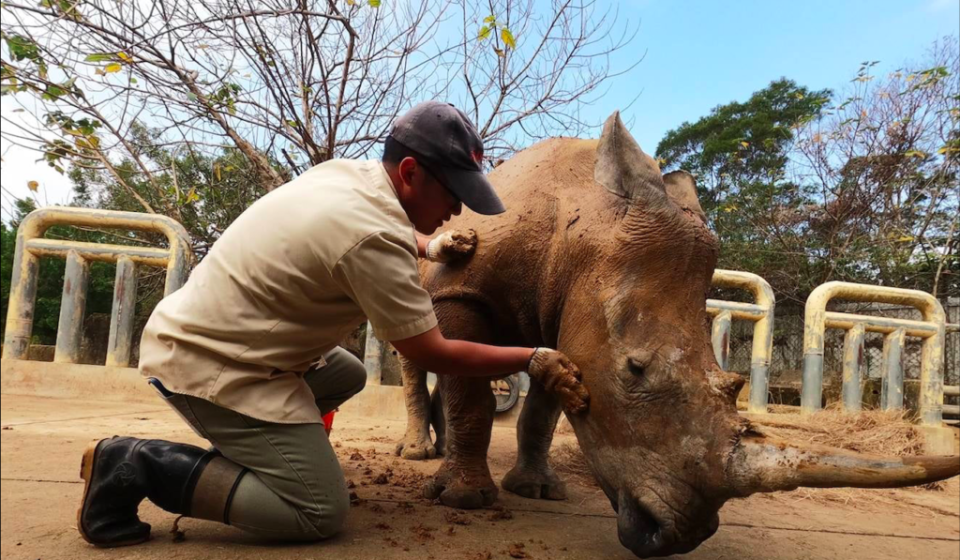 Five-year-old Emma is preparing for love overseas, becoming the first rhino in Taiwan to be sent abroad for breeding. (Photo courtesy of Chuang Foo Foundation)