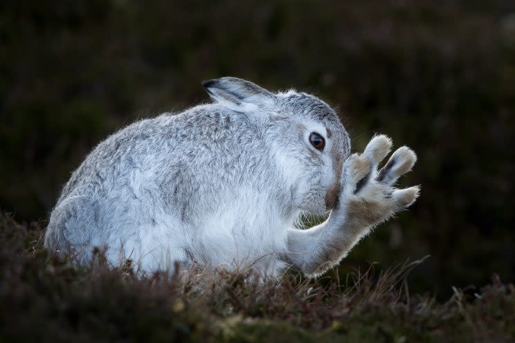 Mild weather is sending Mad March hares bonkers - in February