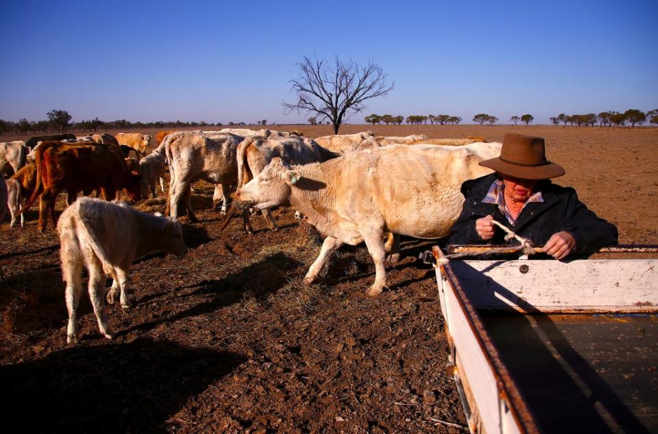 A farmer feeds cattle on her property on the outskirts of the town of Walgett in Australia (REUTERS)