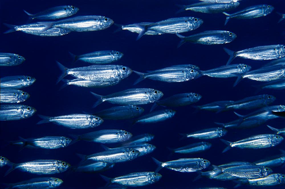 Blackear herring swimming against blue background