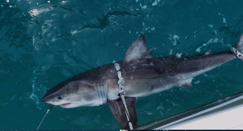 Close up of the great white shark off Bondi Beach.