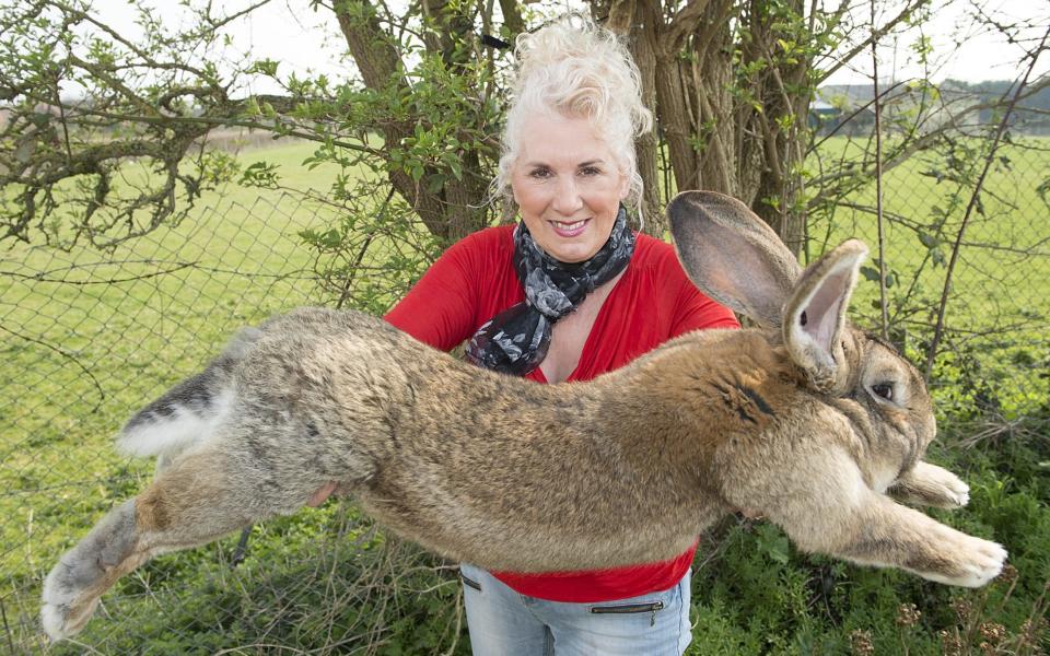 Rabbit breeder Annette Edwards From Stoulton Worcestershire - Rex Features