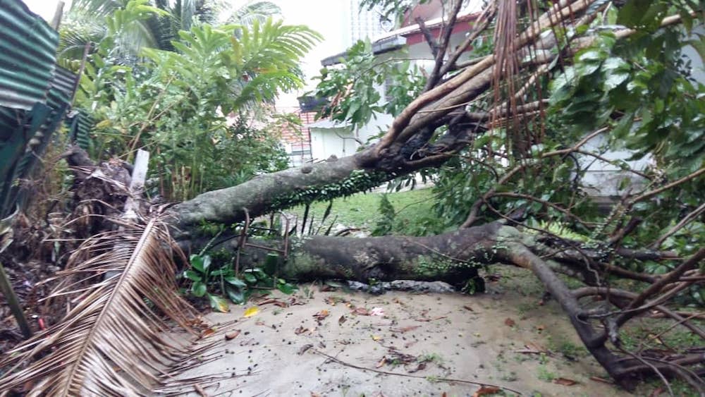 The rambutan tree that fell onto a resident’s house on Jalan Abdullah. — Picture courtesy of Jalan Abdullah, Bangsar residents