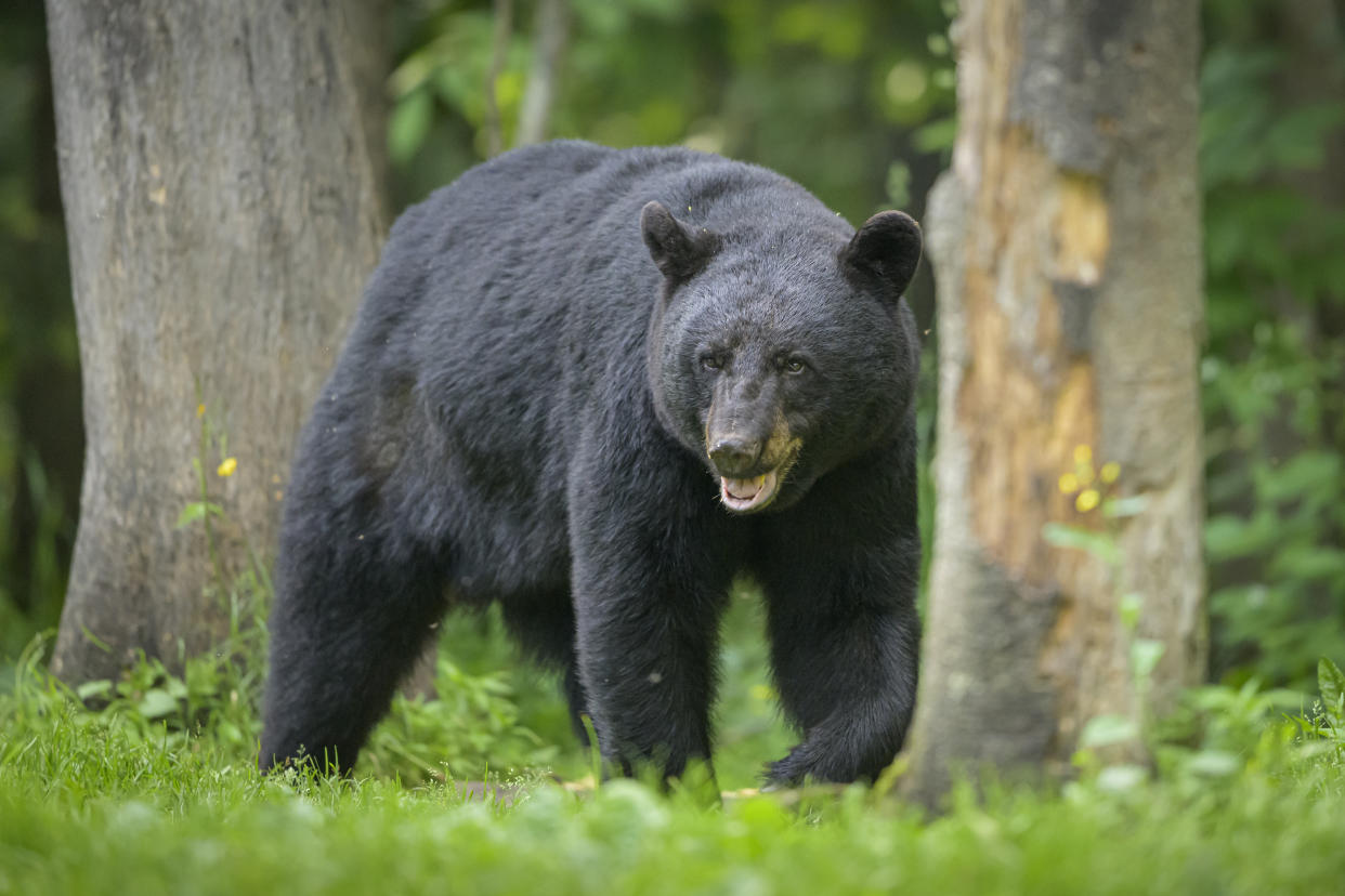A large black bear. (Getty Images)