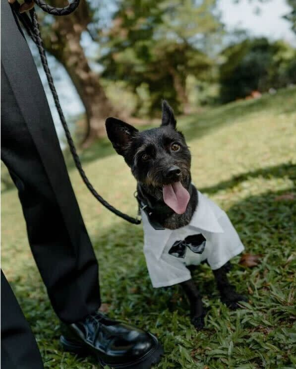 Singaporean actor Desmond Tan's dog at his wedding. He announced his marriage to his university sweetheart of 12 years in France on 7 December 2021. (Photo: Desmond Tan/Instagram)