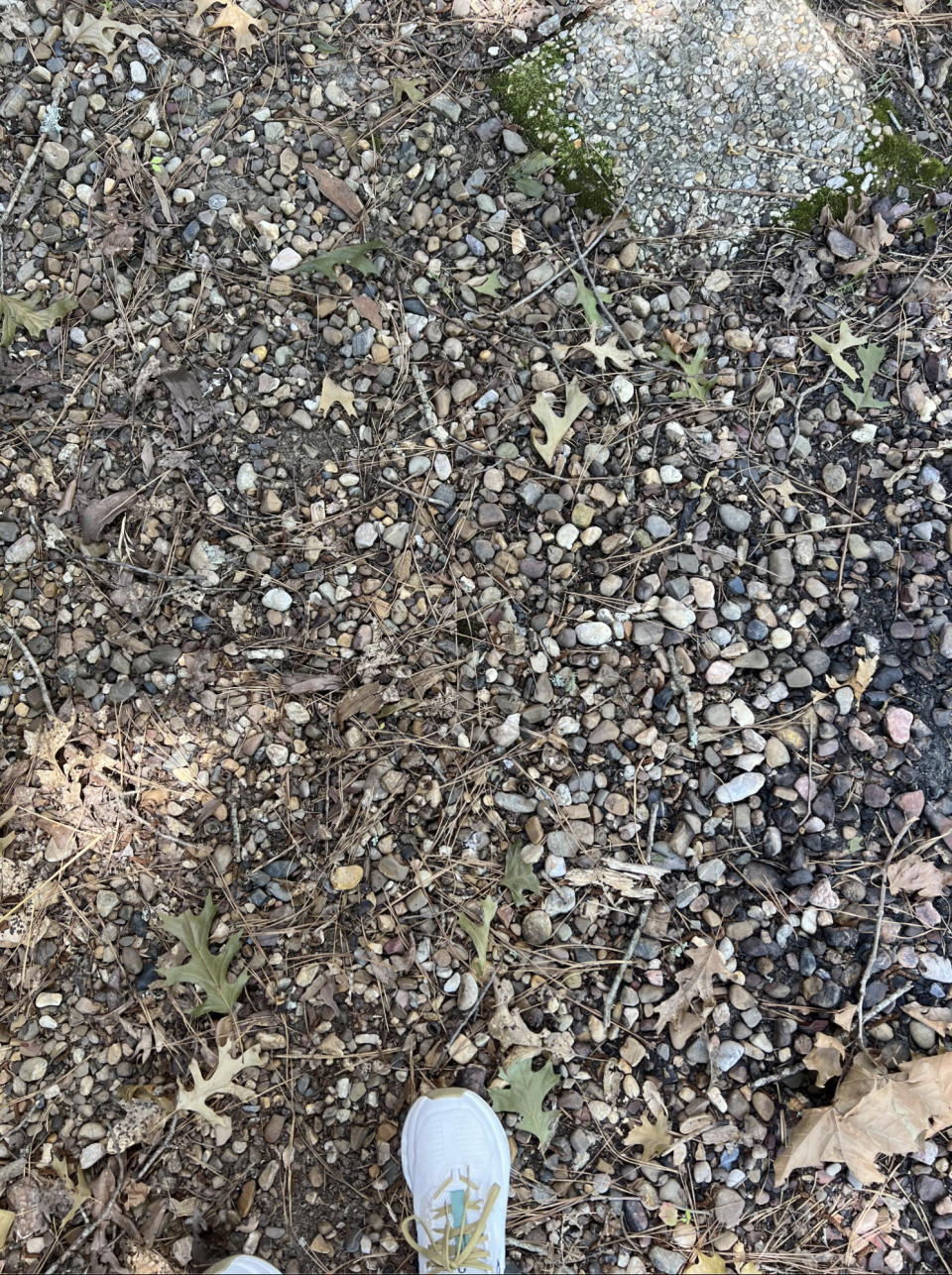 A foot wearing a white sneaker steps on a gravel path covered with small rocks and dried leaves