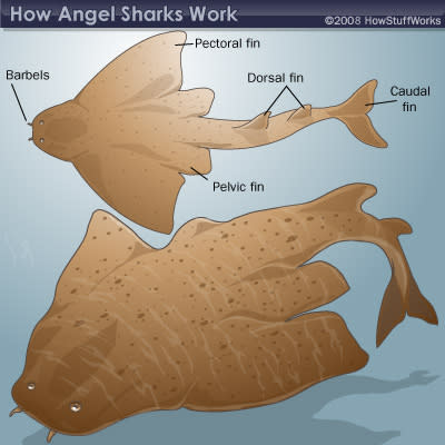 <b>The anatomy of an angel shark.</b> HowStuffWorks