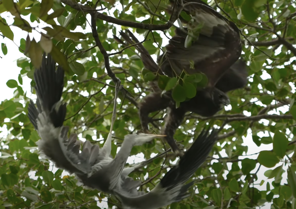 Changeable hawk eagle hunts grey heron at Pasir Ris Park. (Screenshot from Youtube/JD Wild Productions)
