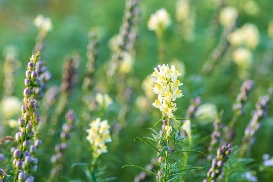 2) Common Toadflax (Linaria vulgaris)