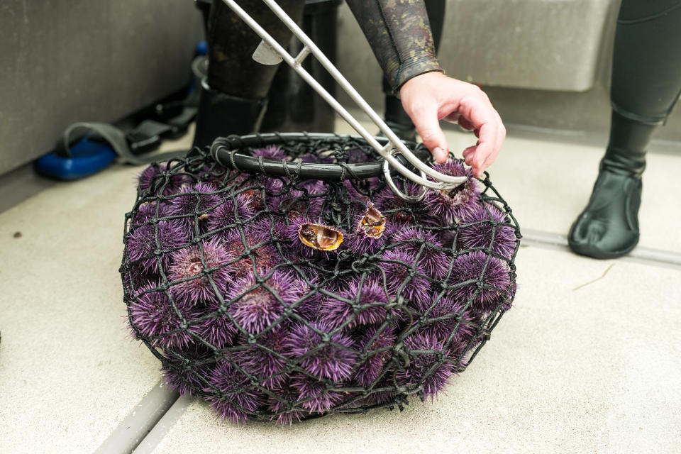 Purple sea urchin