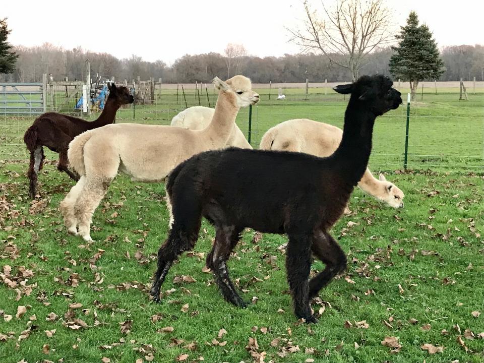 Alpacas roam their pasture at Smith's Creek Alpacas Christmas Shop in Kimball Township on Nov. 8, 2021.