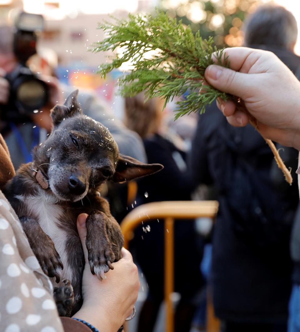 <p>A priest blesses a dog during the celebrations of Sant Antoni del Porquet in Valencia, eastern Spain, Jan.17, 2018. (Photo: Juan Carlos Cardenas/EPA-EFE/REX/Shutterstock) </p>