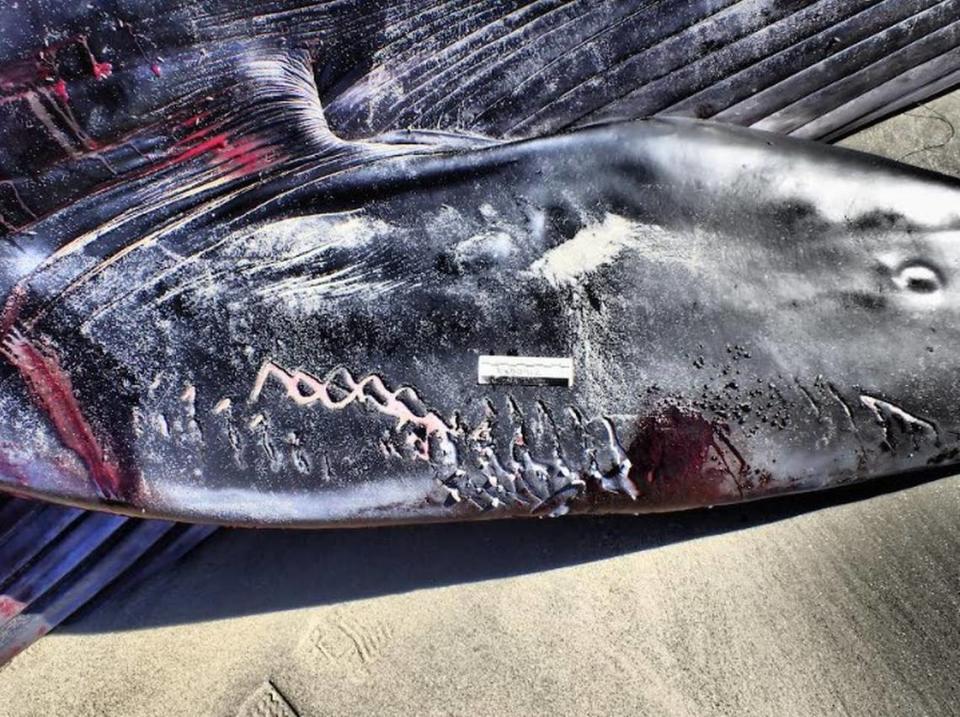 Distinctive rake-like bite marks on a fin whale found washed up on a San Diego beach were caused by orcas, experts say. Biologists took photos of the bite marks under federal permit 24359. NOAA Fisheries/West Coast Marine Mammal Stranding Network